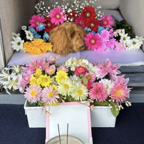 ペット火葬車でお花に囲まれた犬