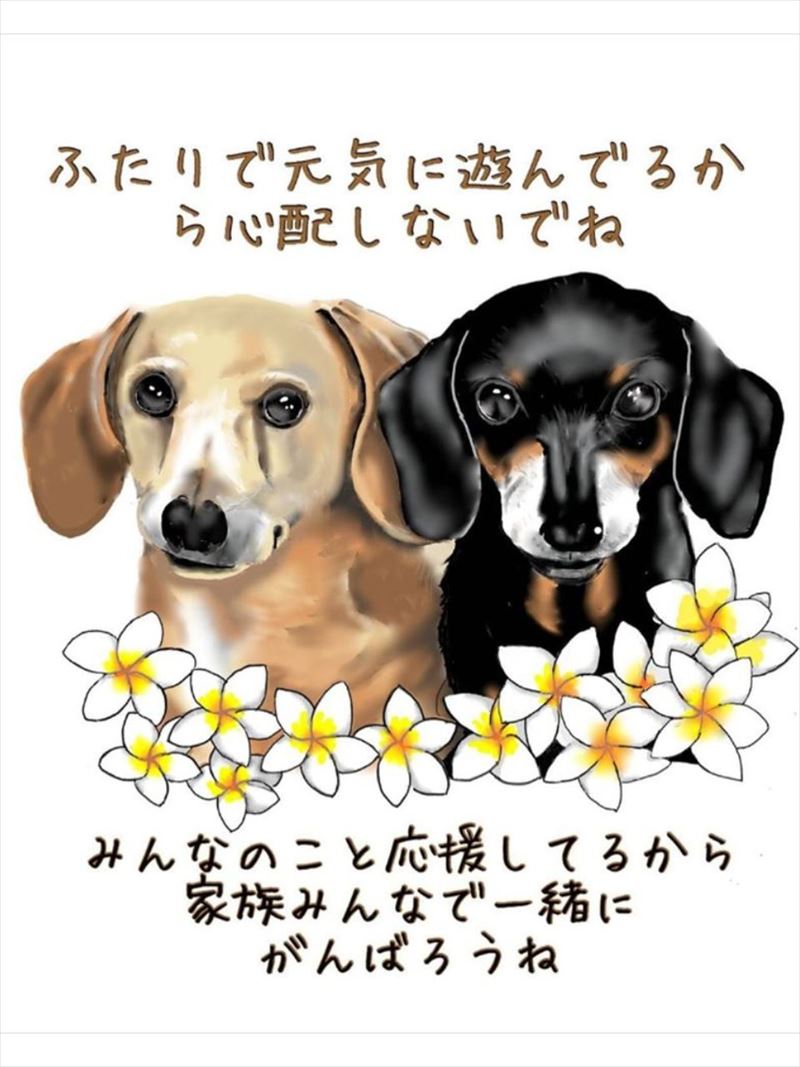 dog-11.jpg
