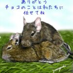 チモシーに乗る姉妹のデグー