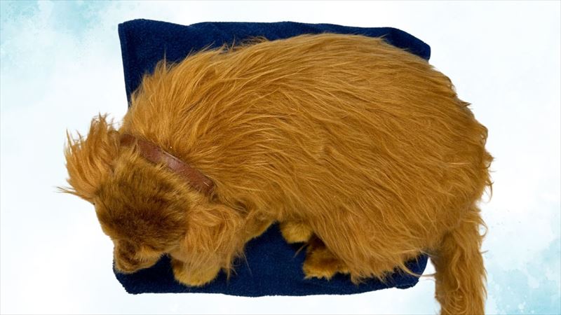 安置の為、保冷剤の上に乗っている犬