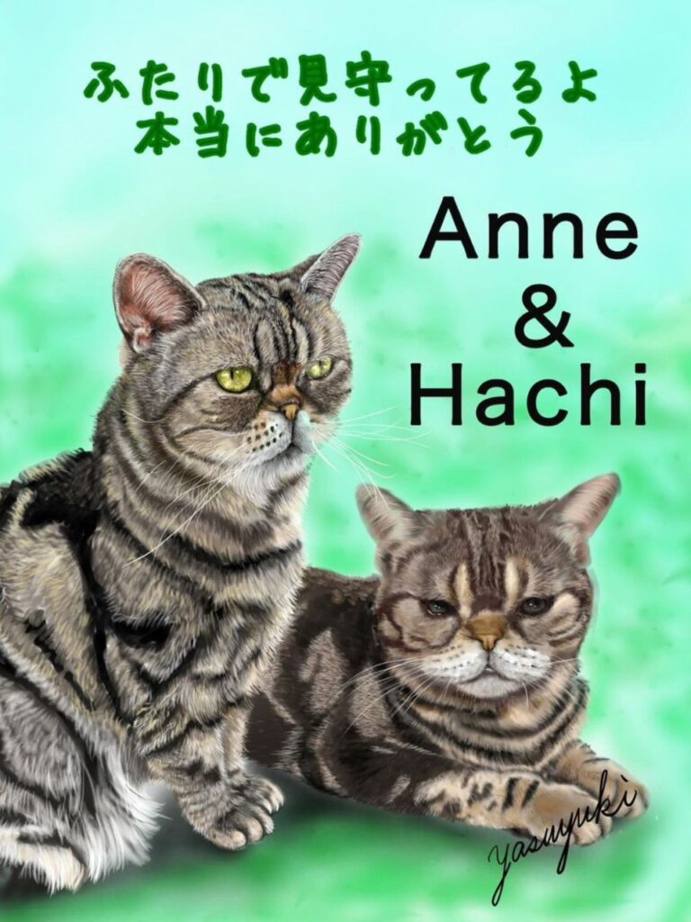 2匹の猫アメリカンショートヘアー