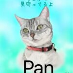 赤い首輪をしたグレーと白の猫