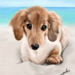 浜辺を散歩中のミニチュアダックスフント