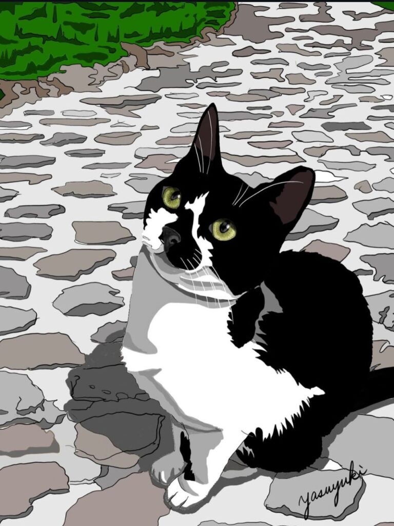 石畳で上を見上げる白黒の猫
