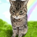 虹の架かる草原で座っている猫