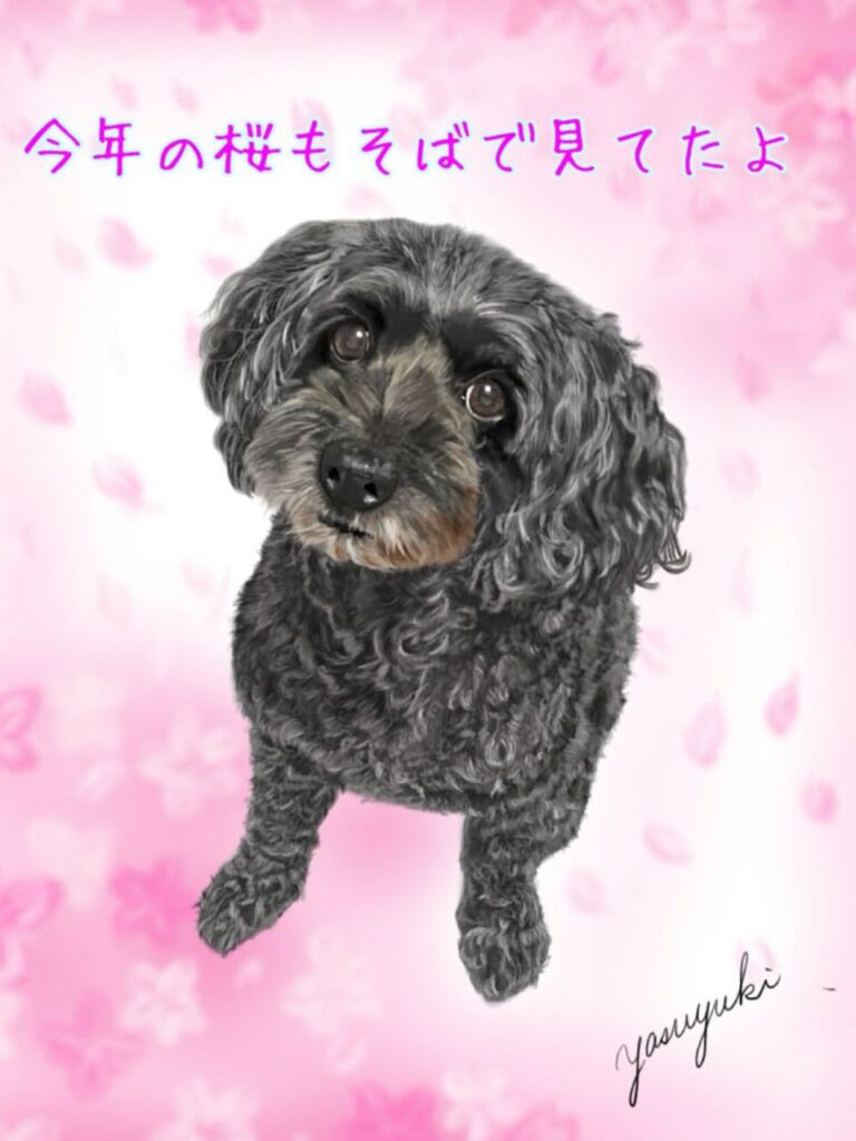 桜柄の背景にいるトイプードルとAコッカーのミックス犬