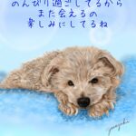 フワフワの上でくつろぐミックス犬