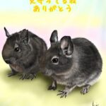 日向ぼっこしている2匹のデグー