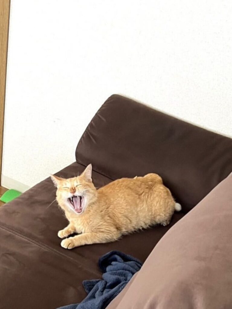 ソファーであくびをする猫
