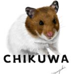 座ってこちらを見ているゴールデンハムスター