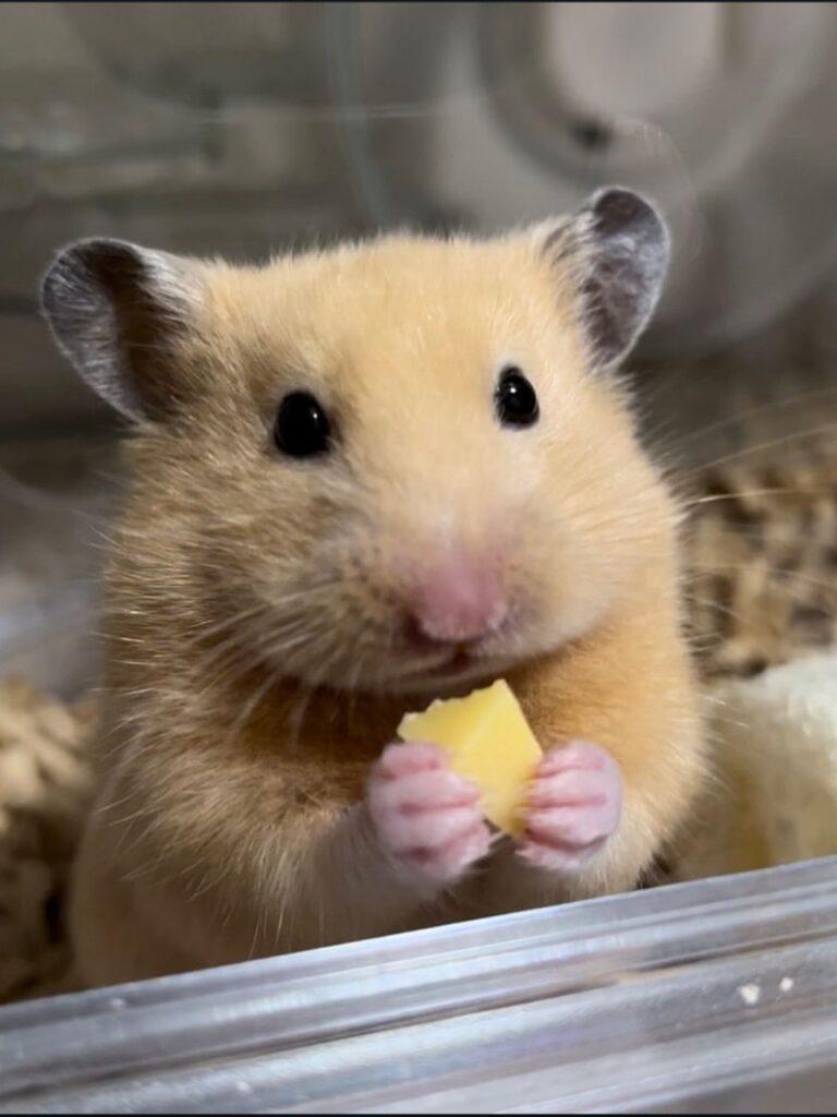 チーズを食べるキンクマハムスター