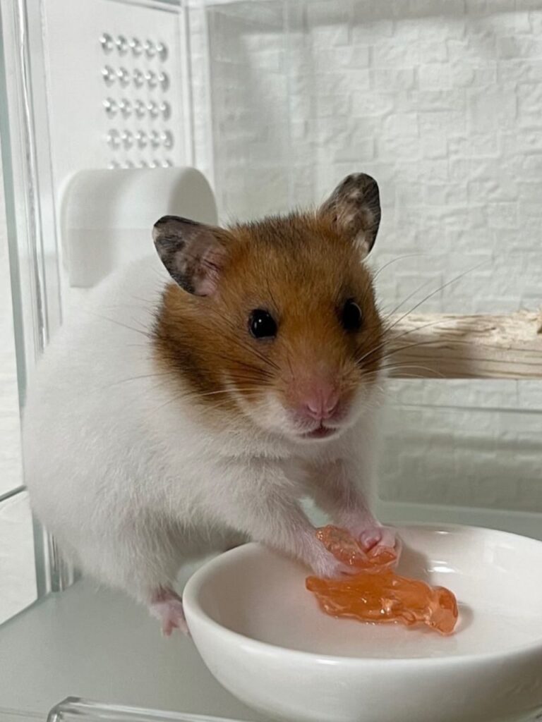 ゼリーを食べるゴールデンハムスター
