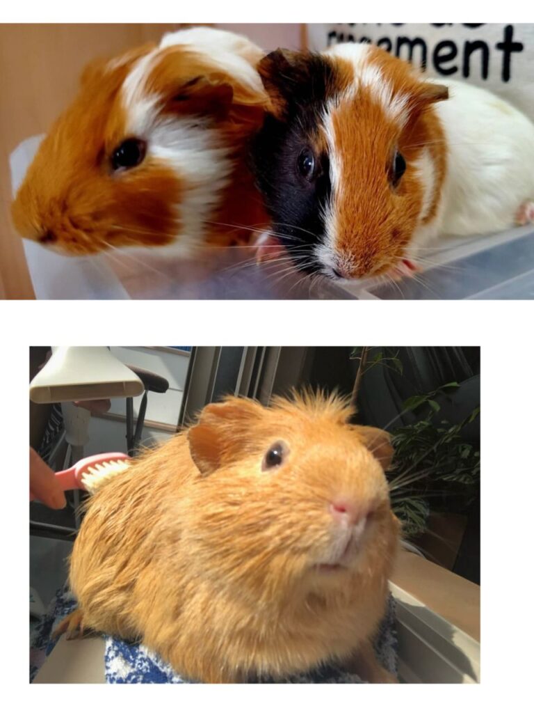 三匹のモルモット