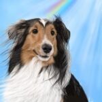 虹が架かる前に座っているシェルティー