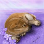 すみれの花に囲まれ眠っている柴犬