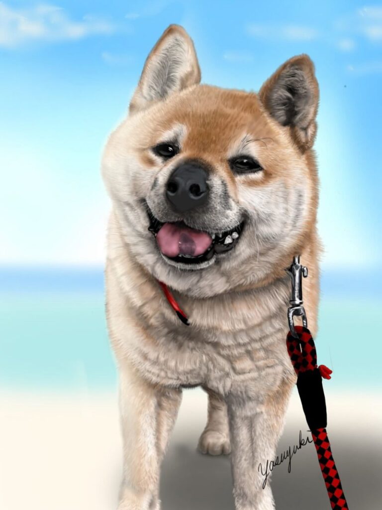 笑顔で散歩している柴犬