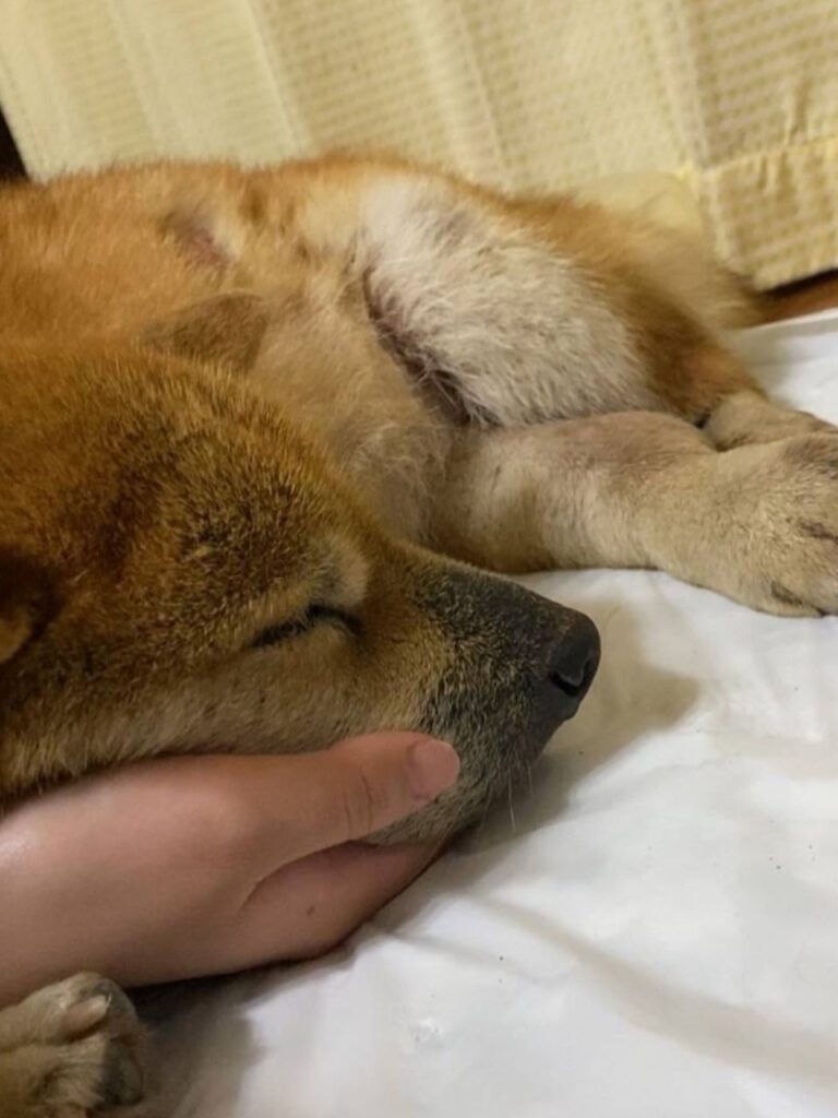 飼い主様の手の上に顔を乗せて寝ている柴犬