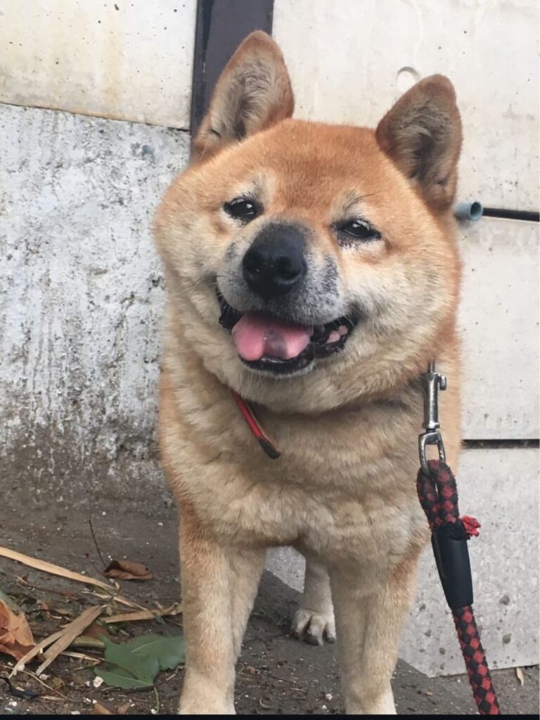 散歩中の柴犬