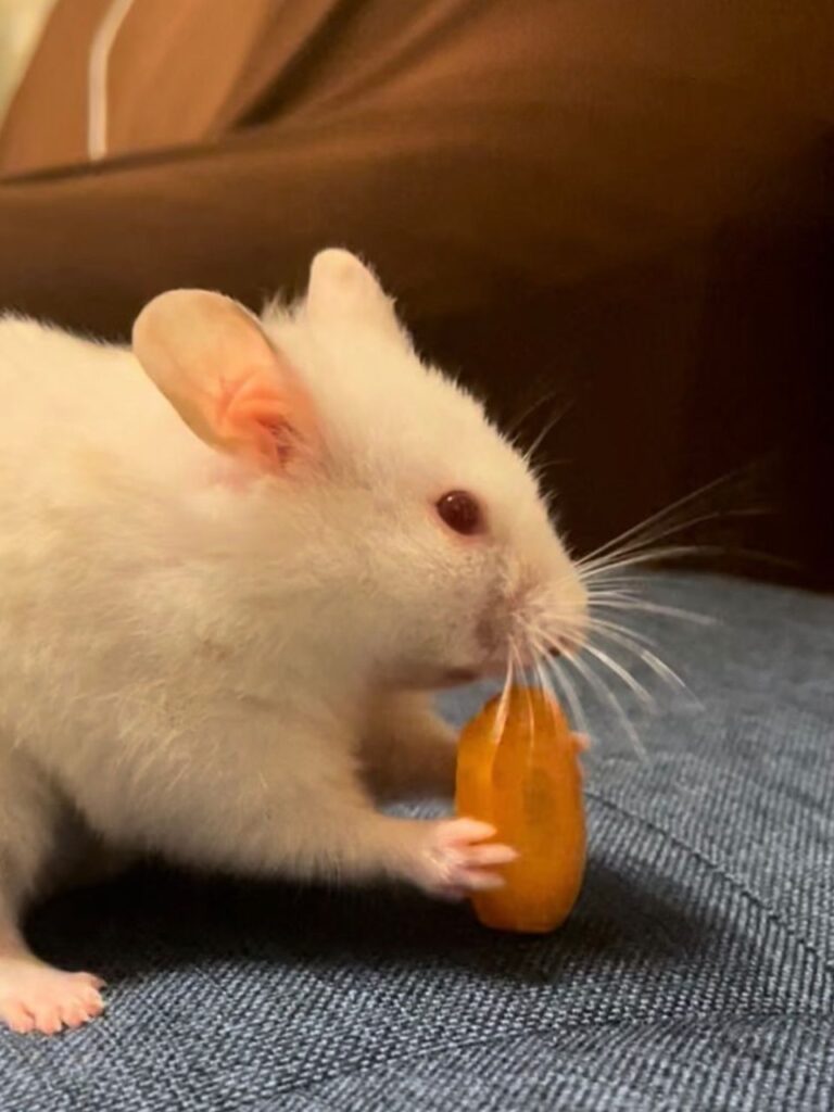 人参を食べている白いハムスター
