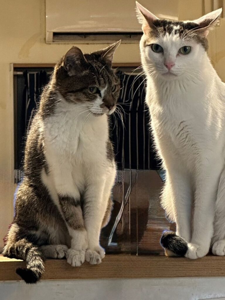 カウンターの上に乗る2匹の猫