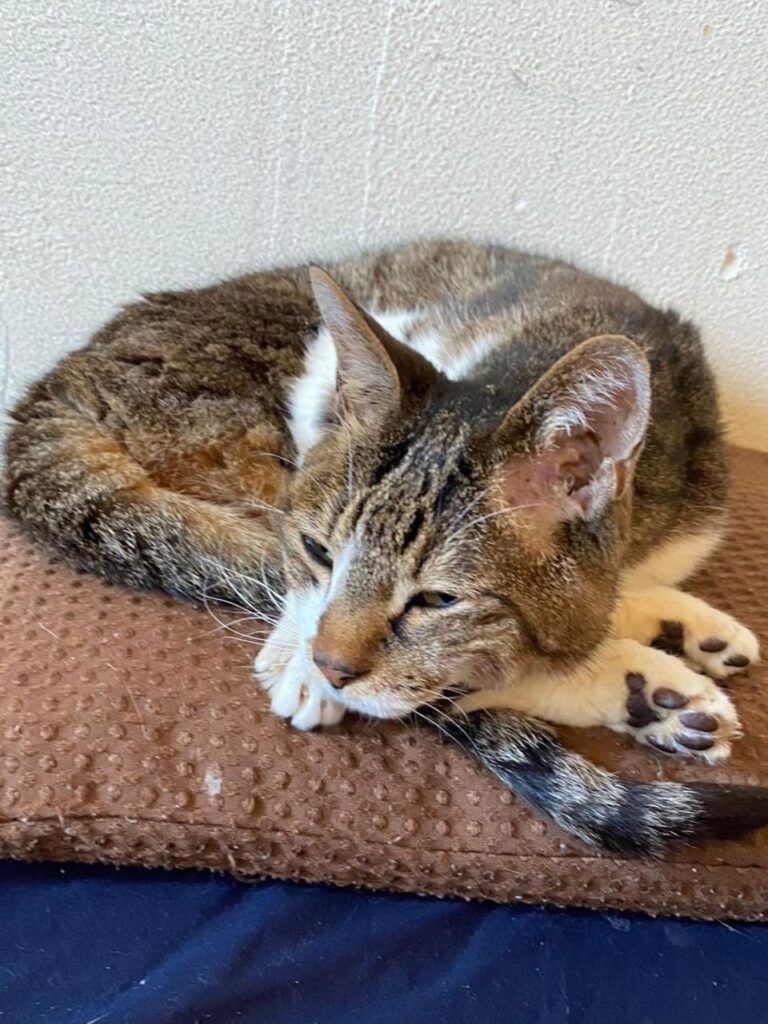 クッションの上で今にも寝そうな猫