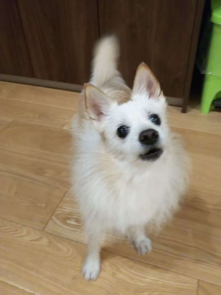 部屋で遊ぶ白い犬
