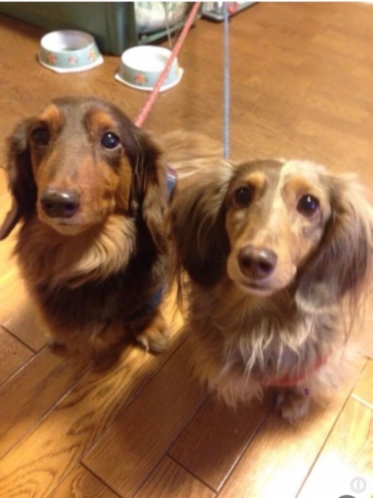 部屋の中で見上げる2匹のミニチュアダックスフント