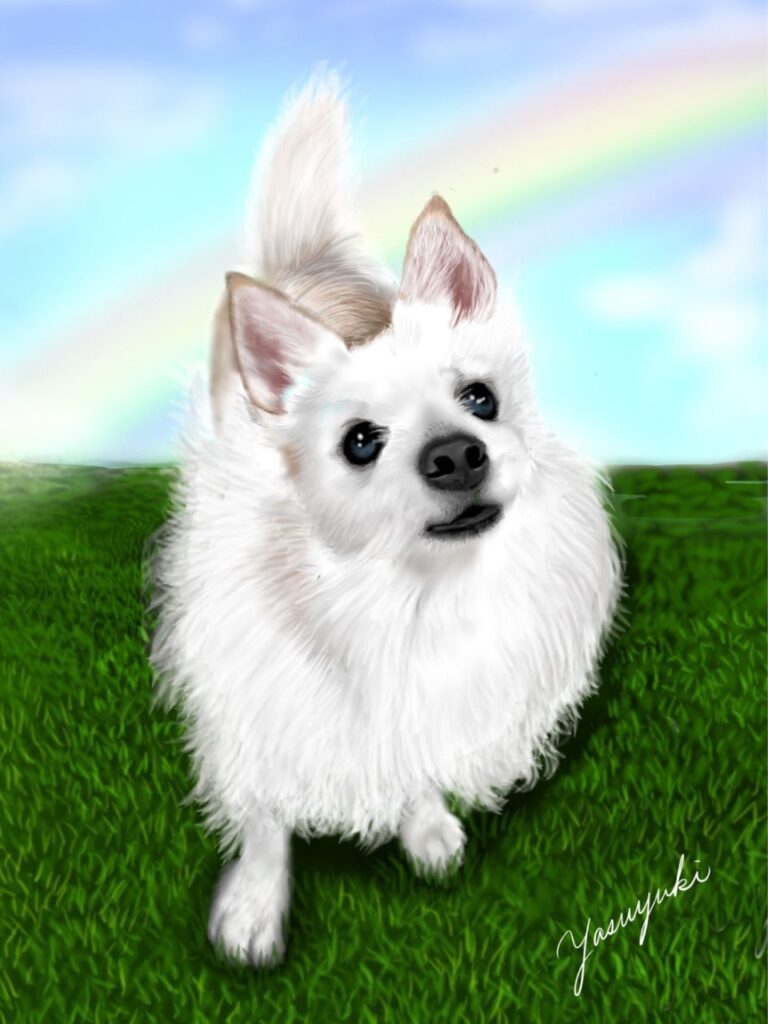 草原で上を見上げる白い犬