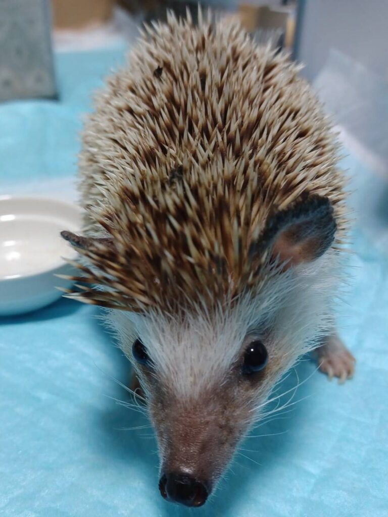 ケージの中にいるハリネズミ