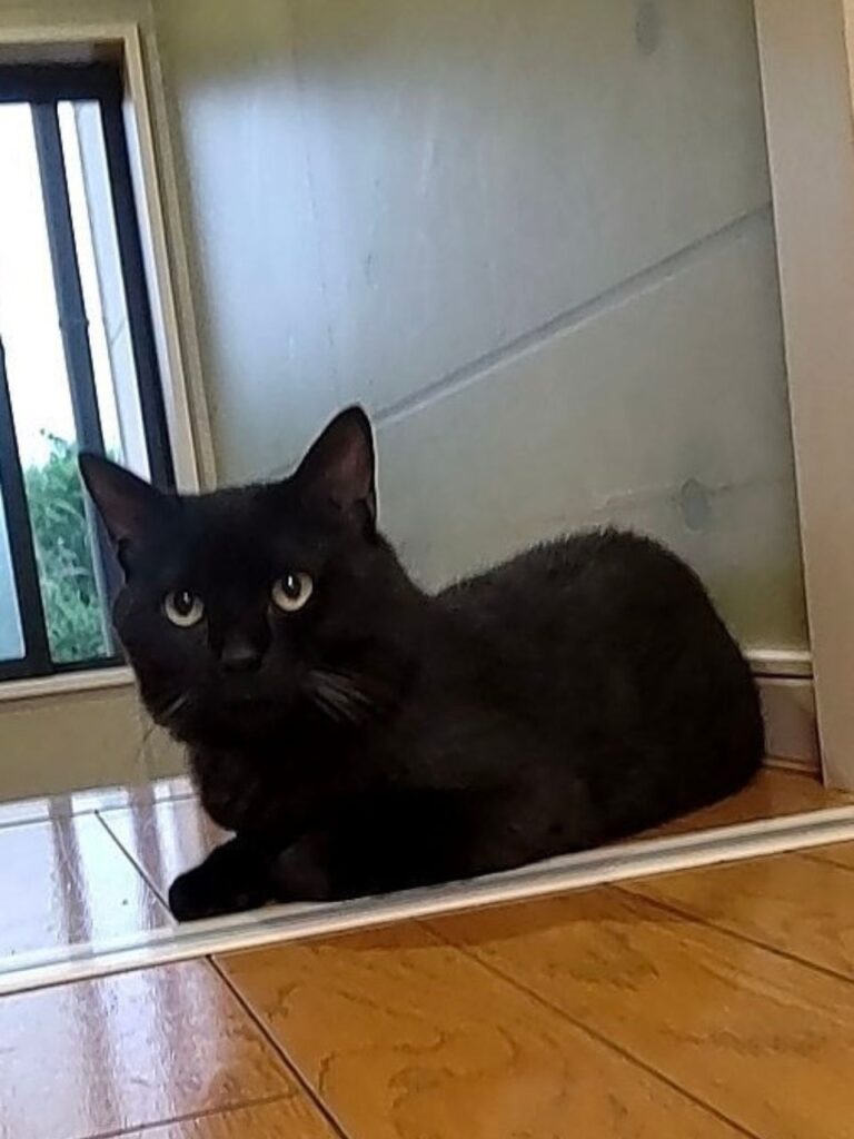 床に座る黒猫