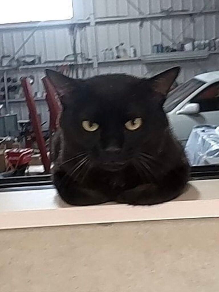 窓から覗いでいる黒猫