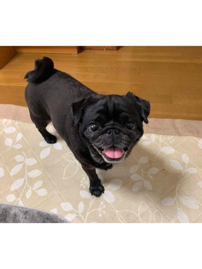 見上げてこちらを見る黒いパグ
