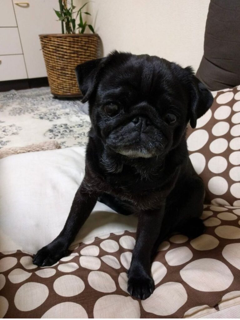 クッションに座る黒いパグ