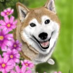 コスモスに囲まれた柴犬
