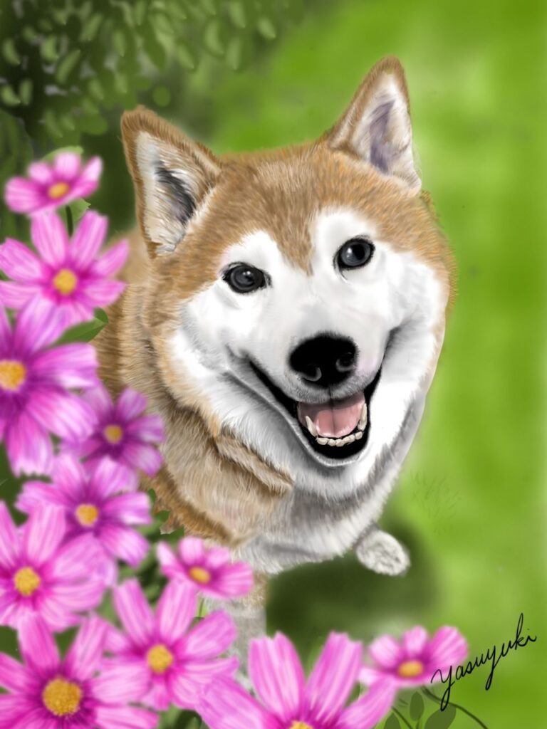コスモスに囲まれた柴犬
