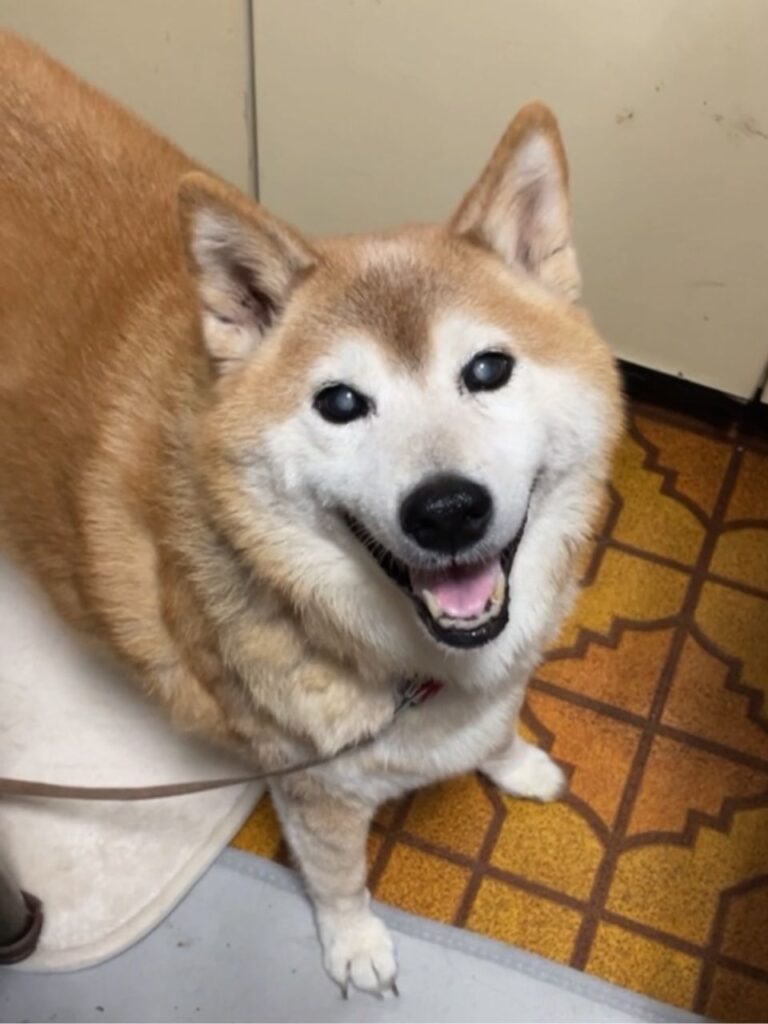 笑顔で見上げる柴犬