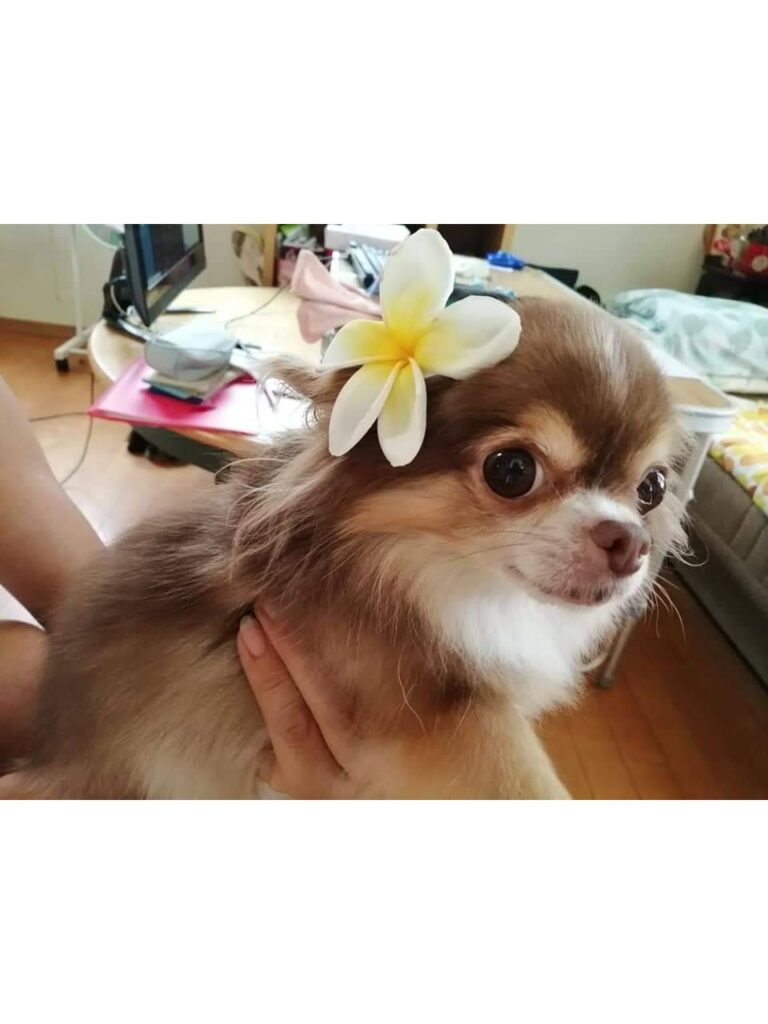 お花の髪飾りを付けているロングコートチワワ