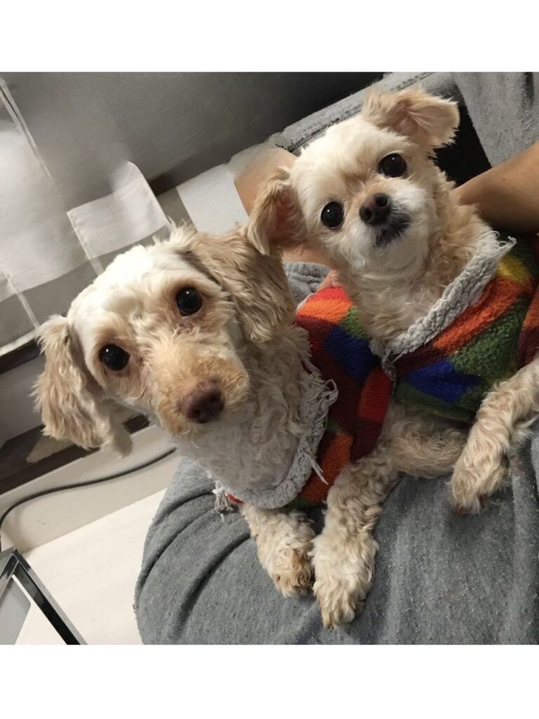 お揃いの服を着てこちらを見る二匹の犬