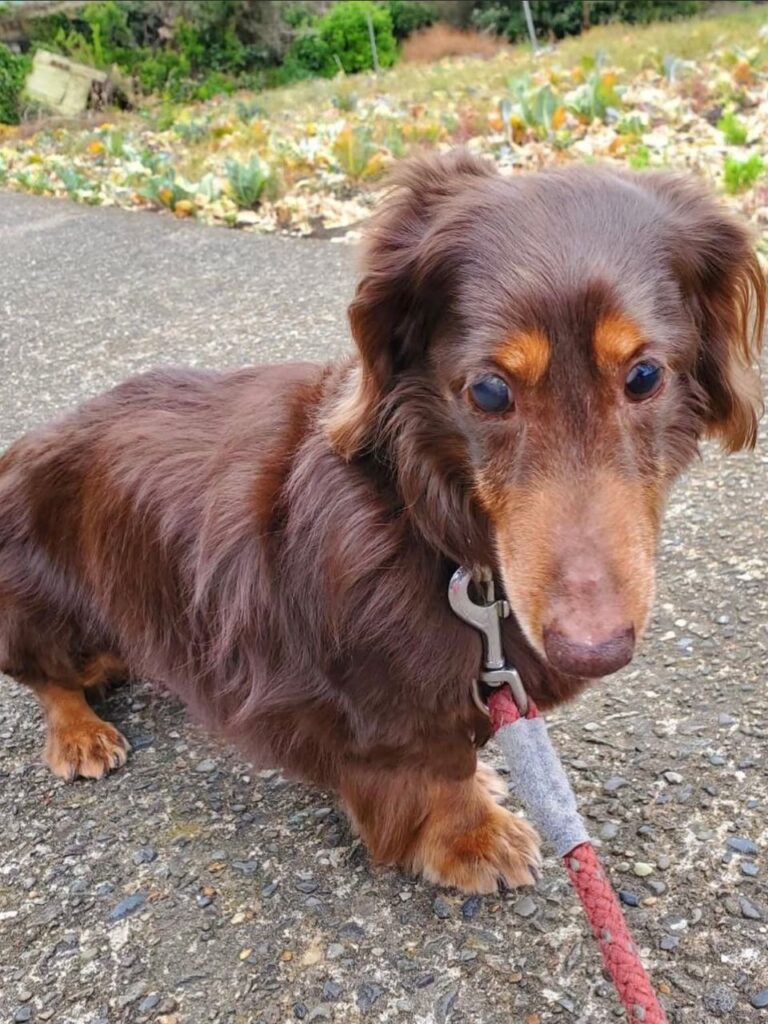 ご家族様からお預かりミニチュアダックス、チョッパーくんの写真