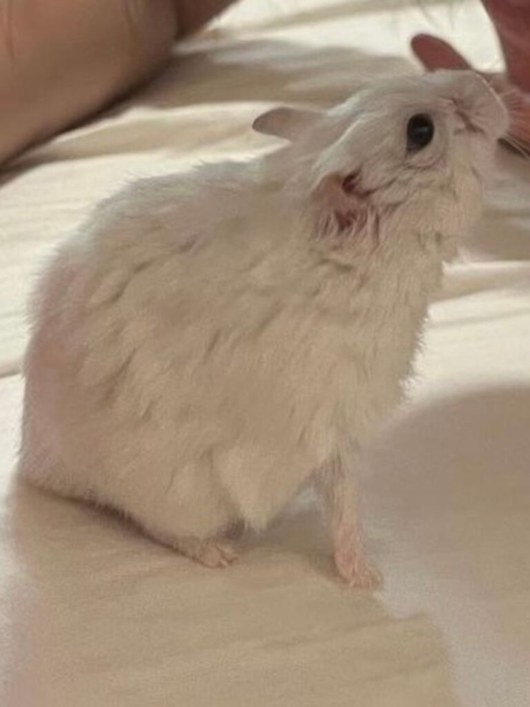 ご家族様からお預かりしたハムスターしろうくんのお写真