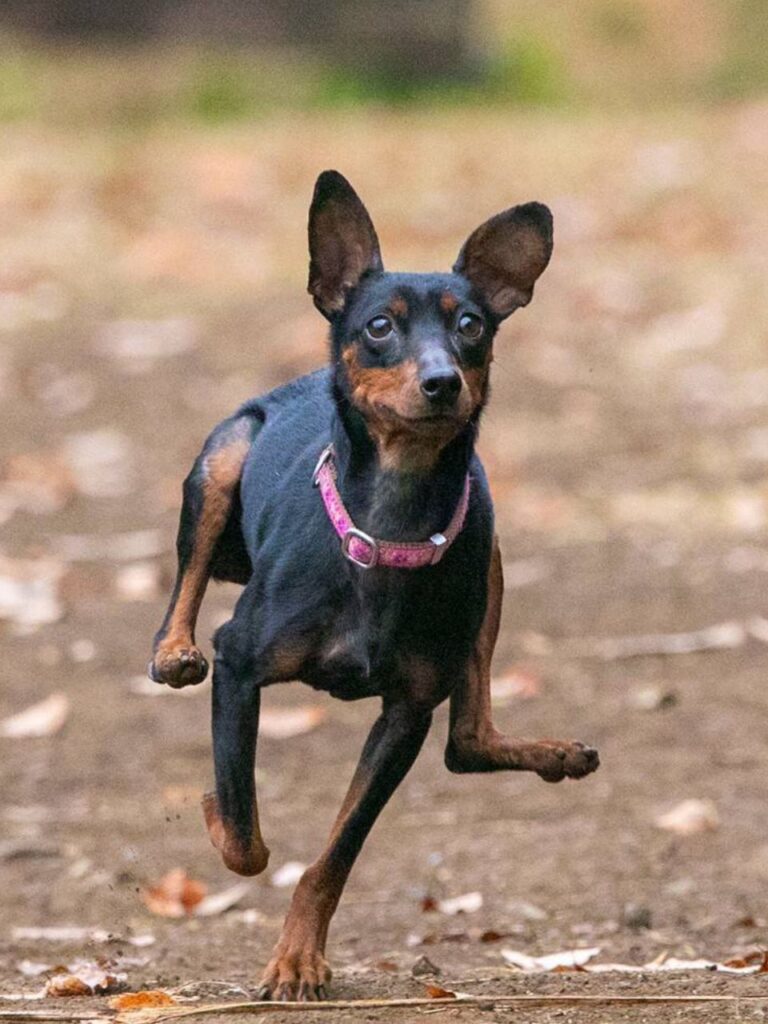 ご家族様からお預かりしたミックス犬ナッツちゃんのお写真