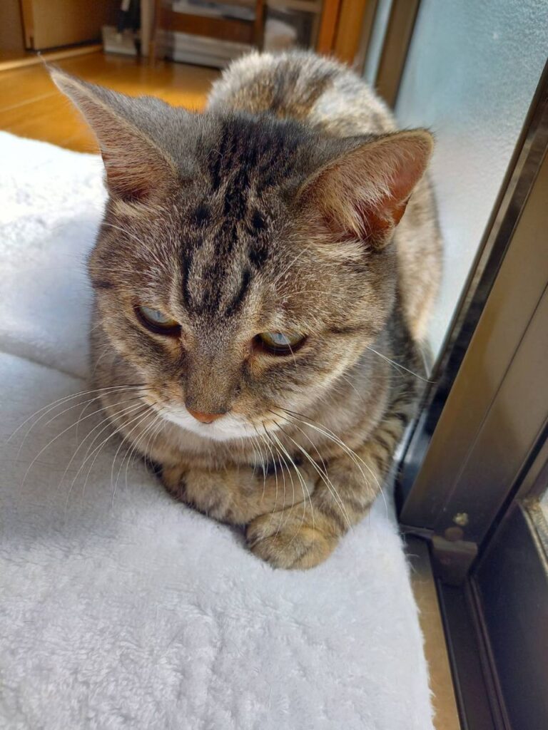 ご家族様からお預かりした座っているパチャちゃんの写真