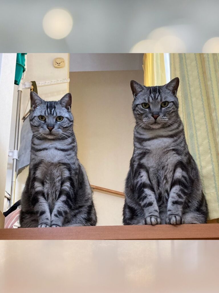 ご家族様からお預かりした座っている2匹のアメリカンショートヘアーの写真