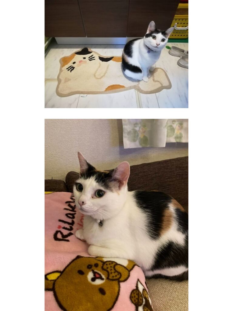 ご家族様からお預かりした猫のなつきちゃんの2枚の写真