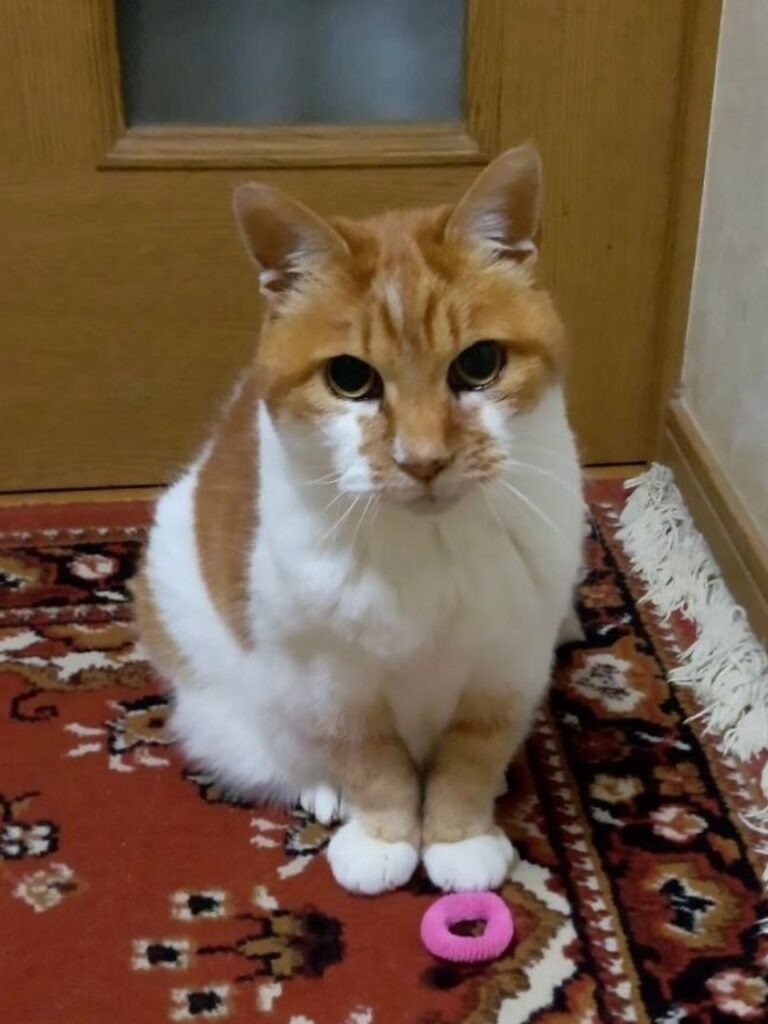 ご家族様からお預かりした猫ミーちゃんのお写真